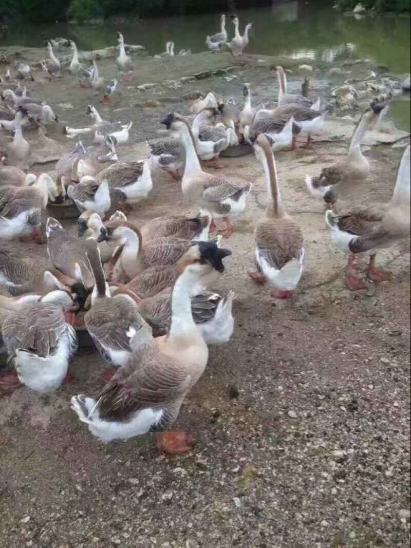 狮头鹅苗