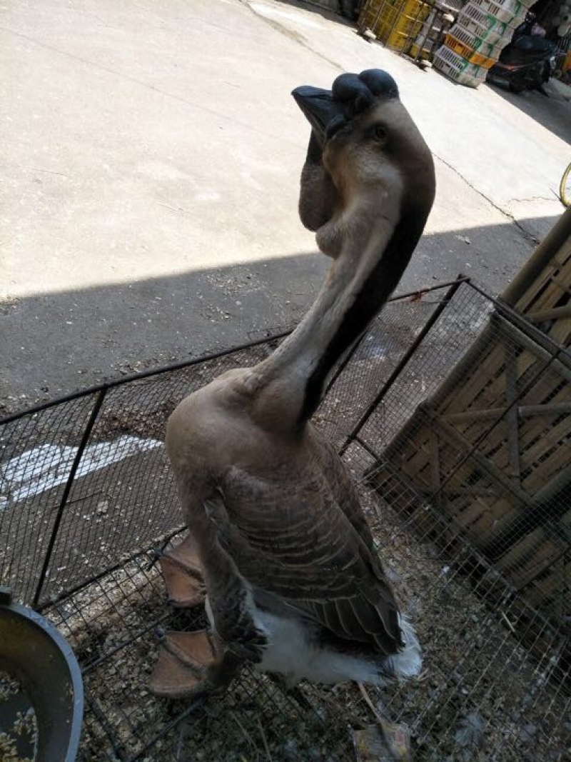 狮头鹅苗