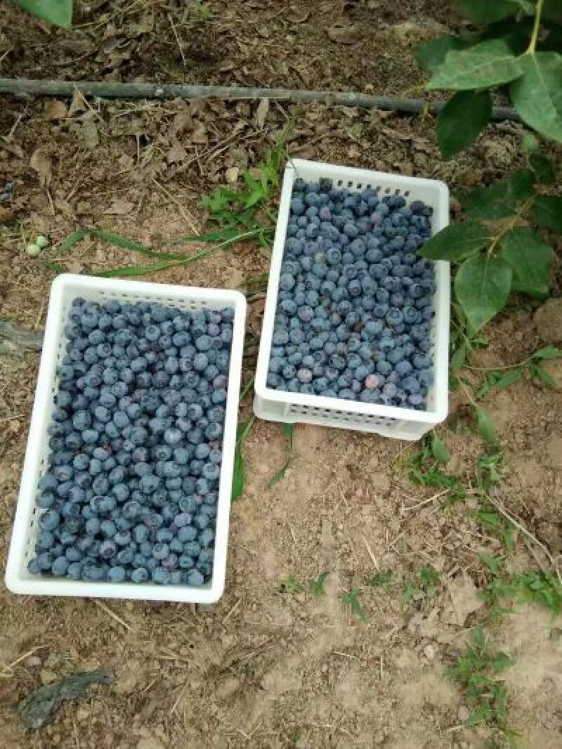 蓝丰蓝莓鲜果10~12mm以上