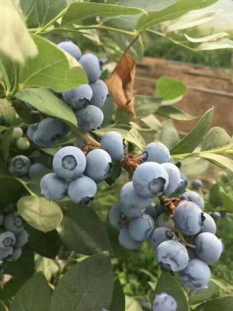 蓝丰蓝莓鲜果10~12mm以上