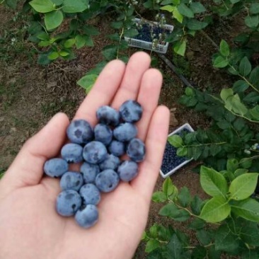 蓝丰蓝莓鲜果10~12mm以上