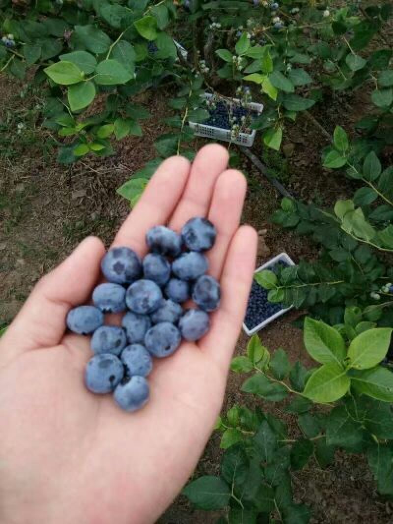 蓝丰蓝莓鲜果10~12mm以上