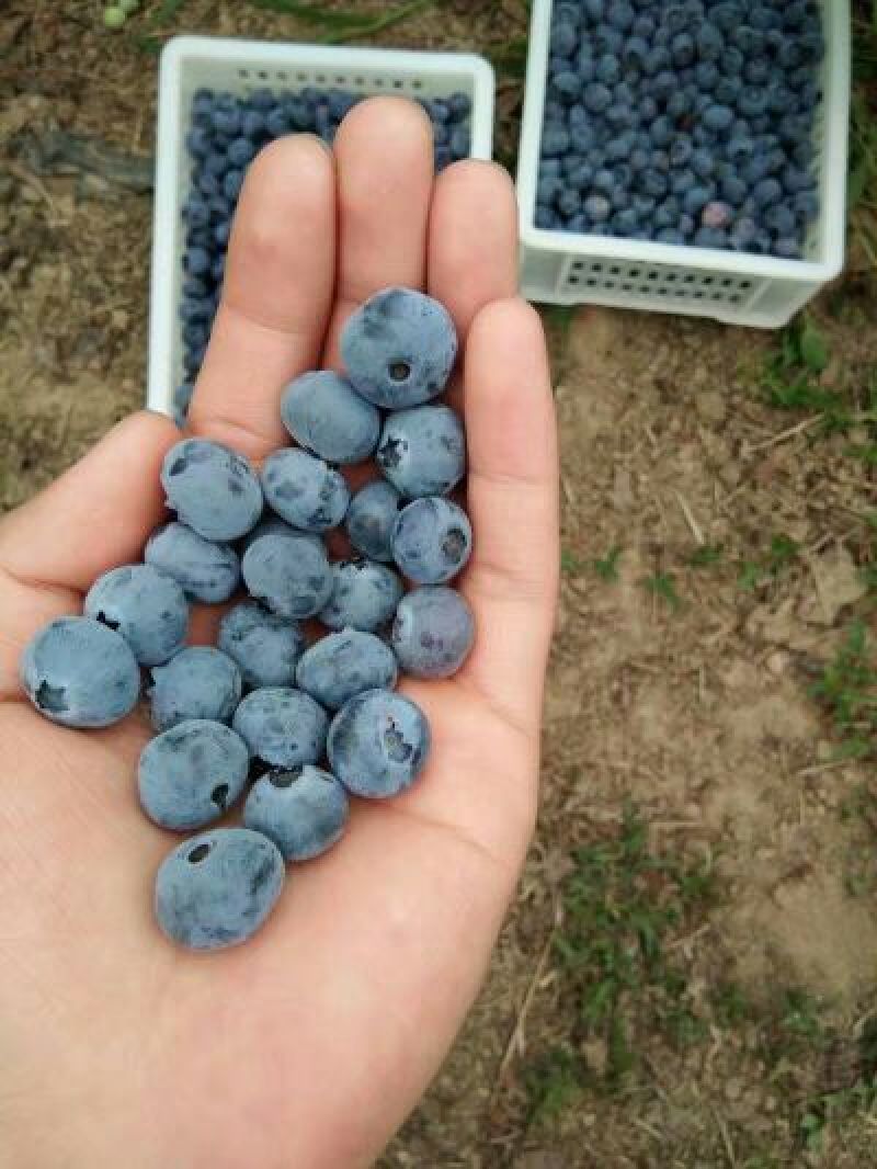 蓝丰蓝莓鲜果10~12mm以上