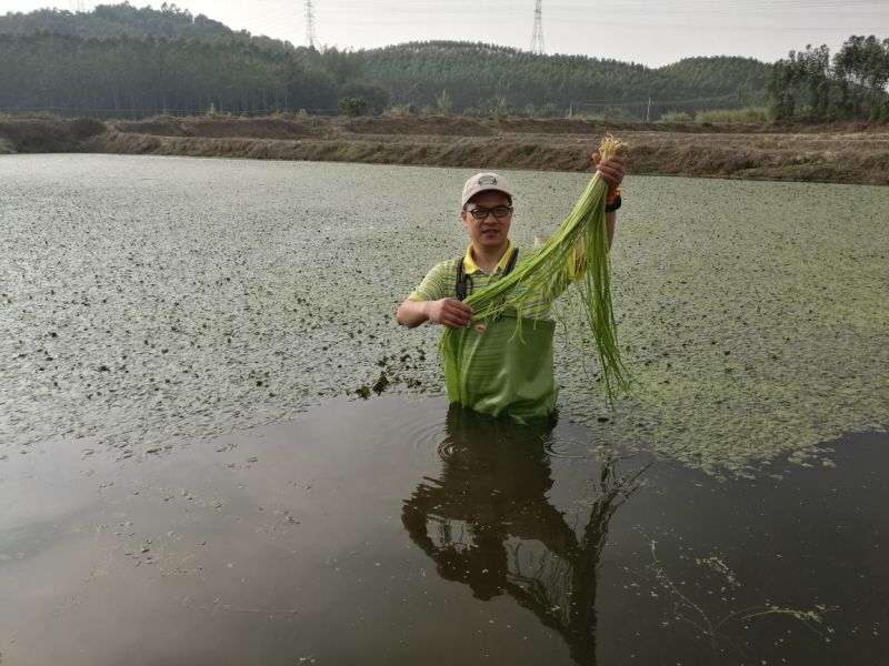 台湾野莲每天新鲜采摘/野菜特菜