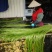 台湾野莲每天新鲜采摘/野菜特菜