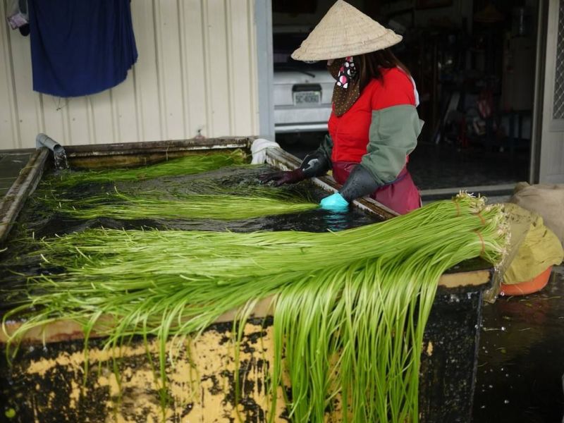 台湾野莲每天新鲜采摘/野菜特菜