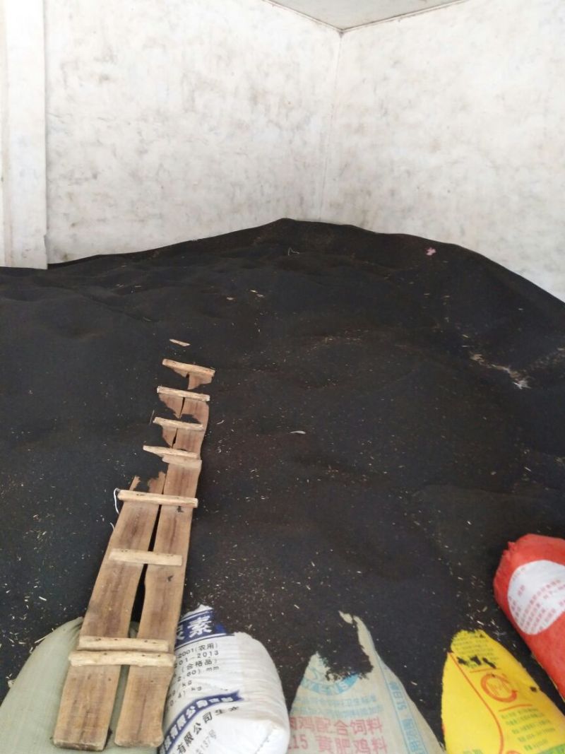 油菜籽1货品保证，水分干，无杂物，颗粒饱满。