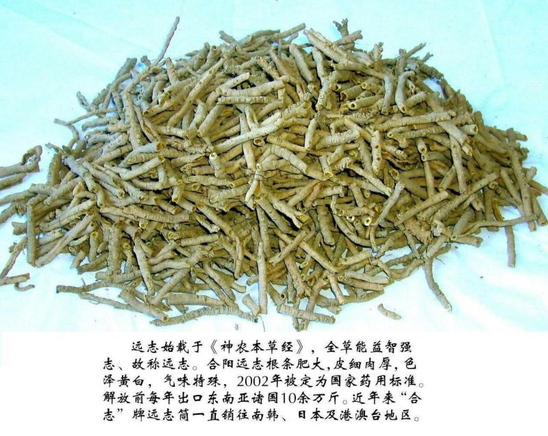远志抽芯选货手选货干货2斤起包邮