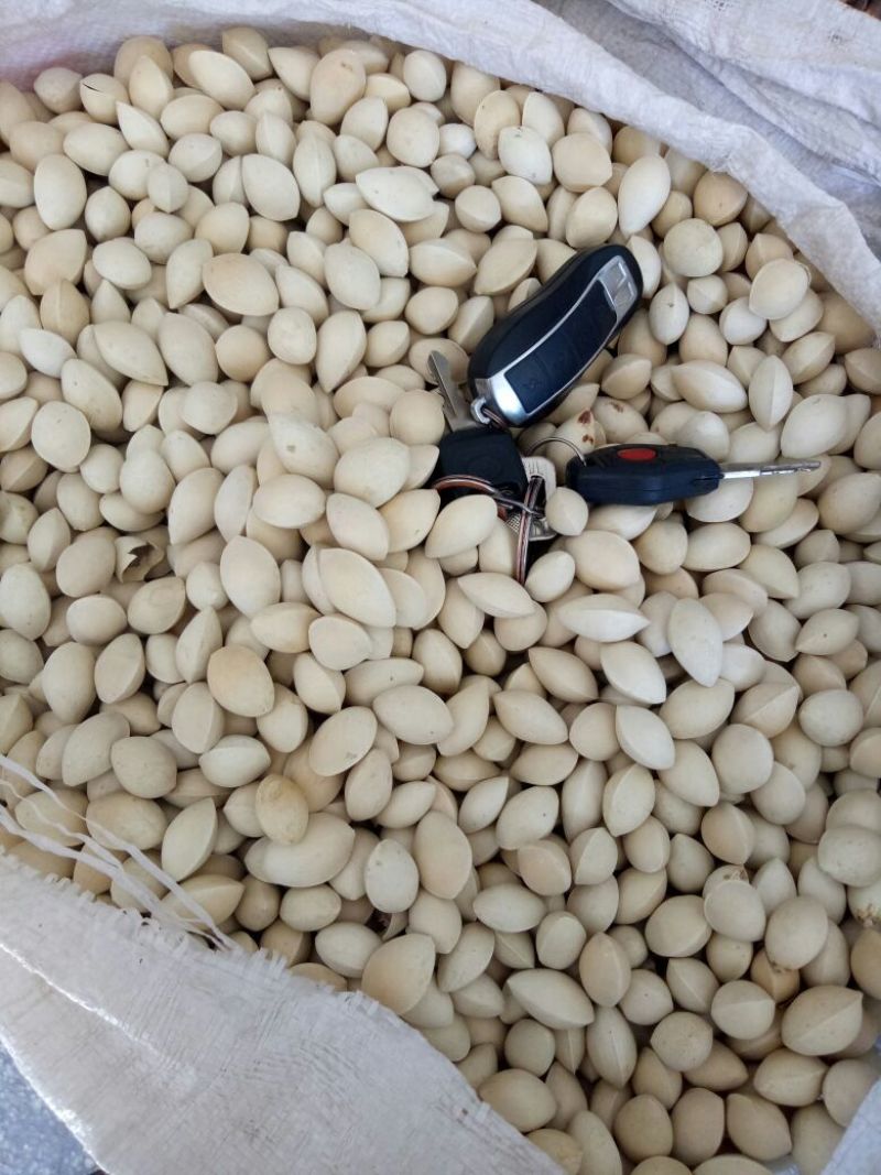 药用白果白果仁银杏仁去皮水煮白果仁药食同源