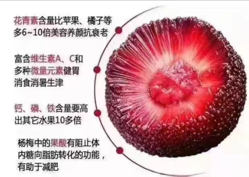 东魁杨梅