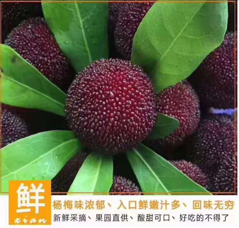 东魁杨梅