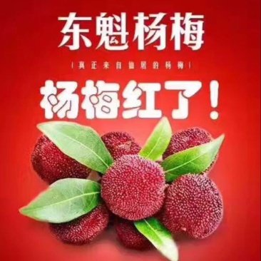 东魁杨梅