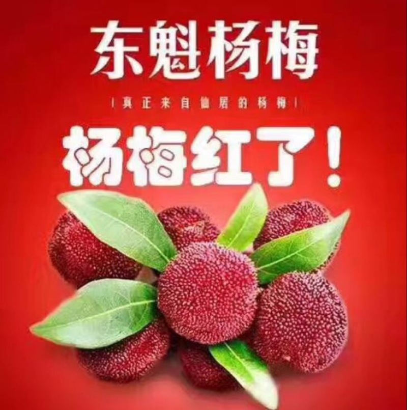 东魁杨梅
