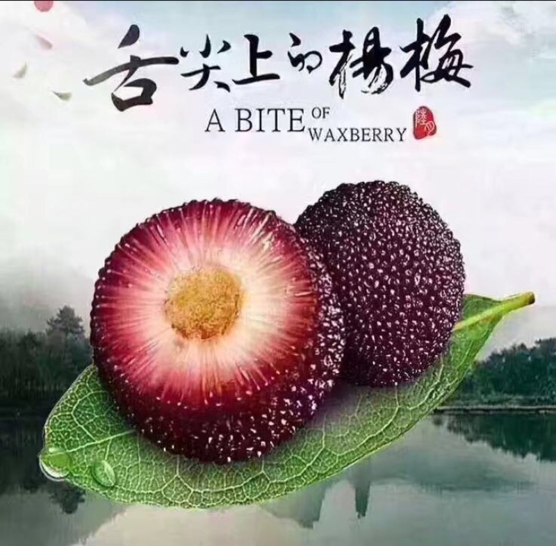 东魁杨梅