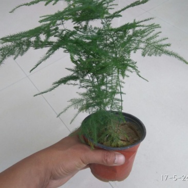 文竹