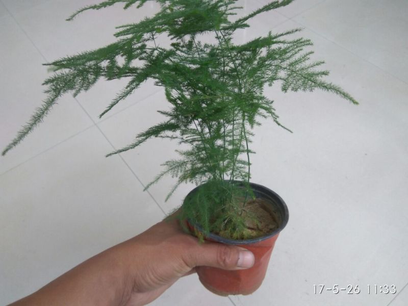 文竹
