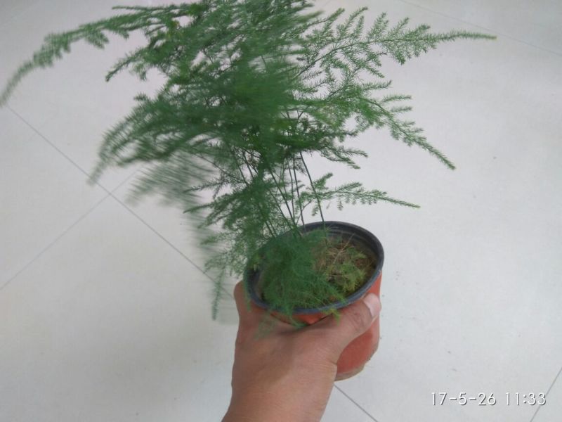 文竹