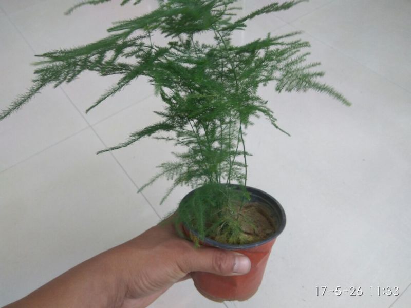 文竹