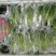 台湾野莲每天新鲜采摘/野菜特菜