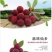 东魁杨梅