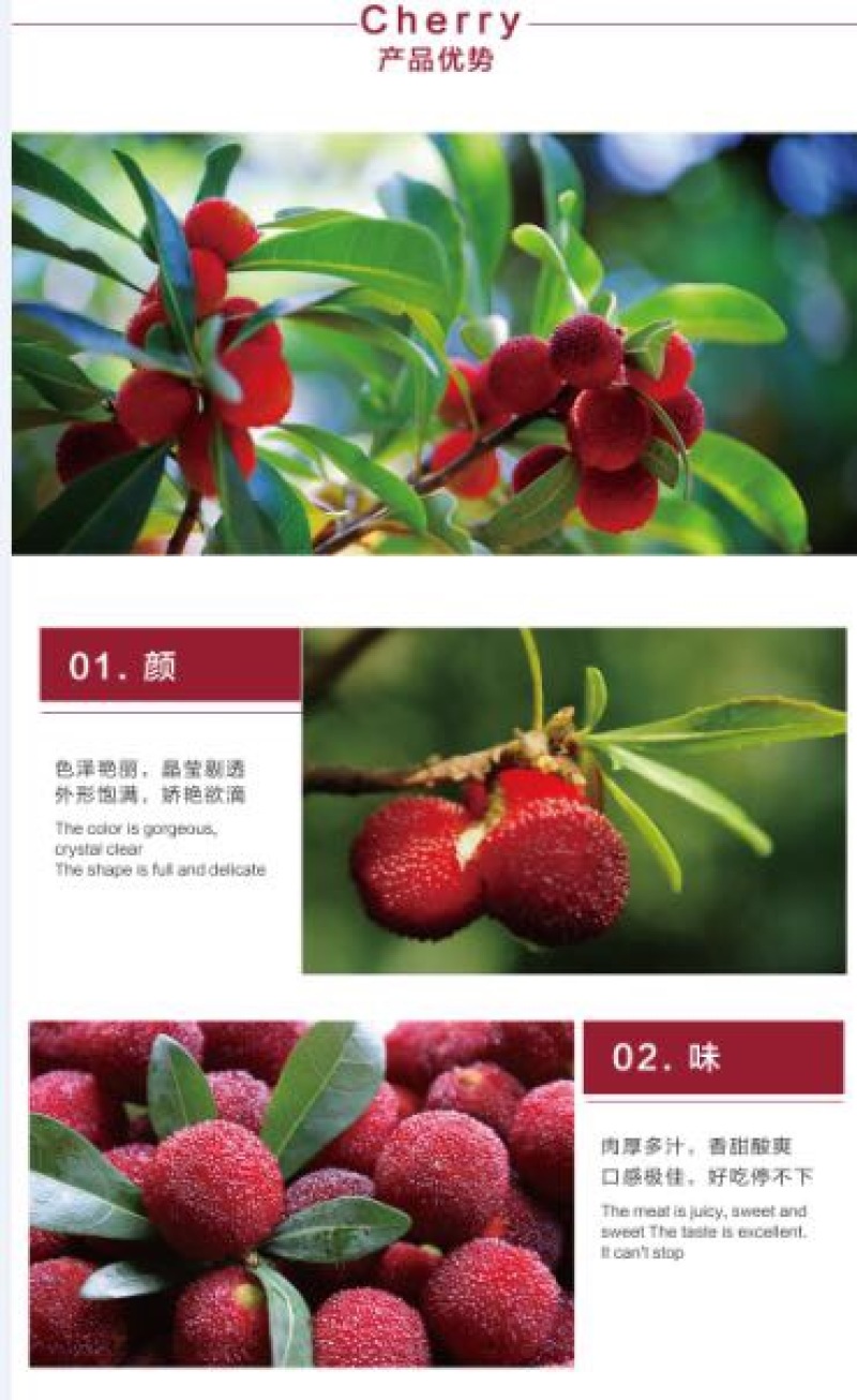 东魁杨梅
