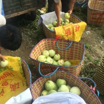 香瓜，香瓜，香瓜正宗广西宾阳广密一号，