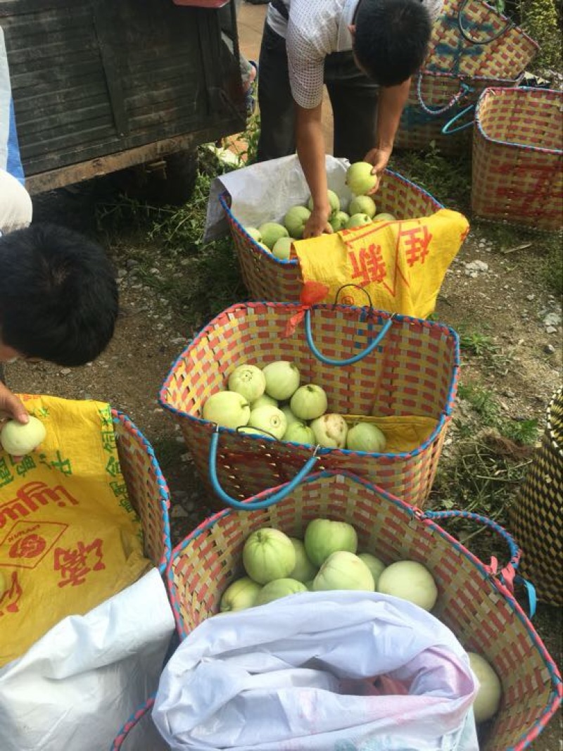 香瓜，香瓜，香瓜正宗广西宾阳广密一号，