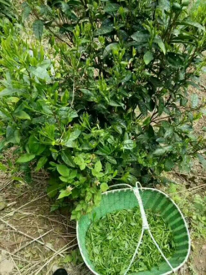 古树普洱茶二级