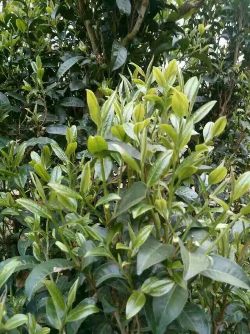 古树普洱茶二级