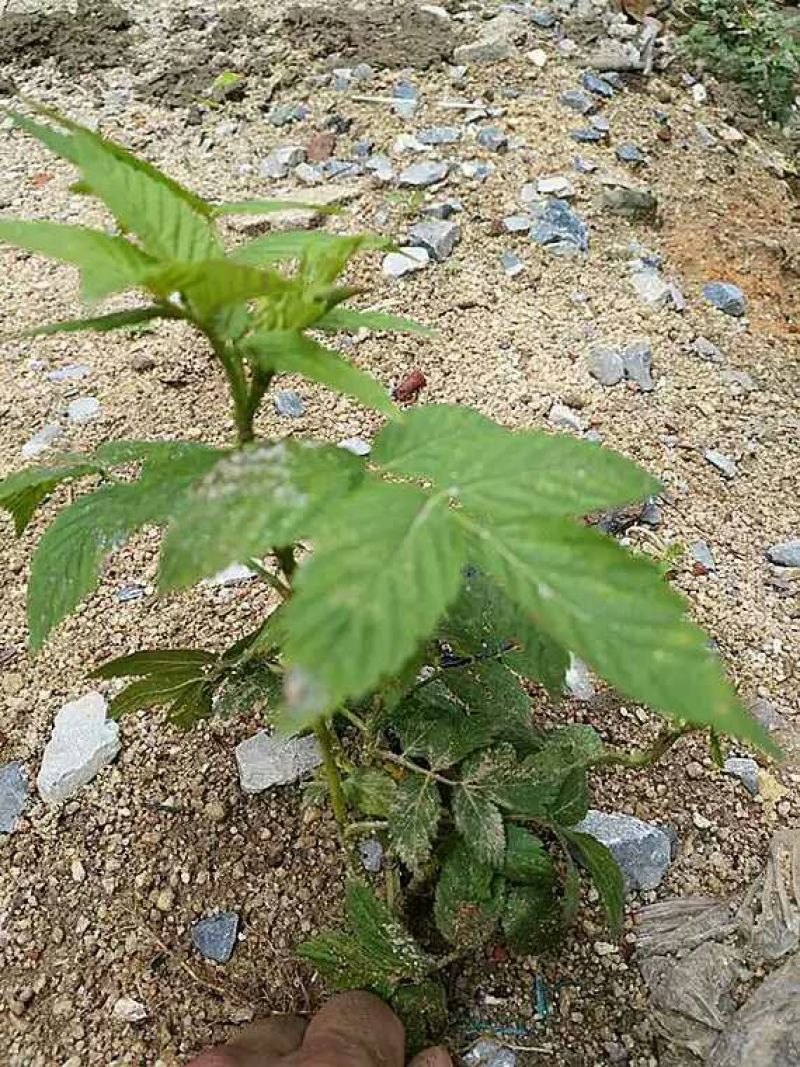 树莓苗10cm以下