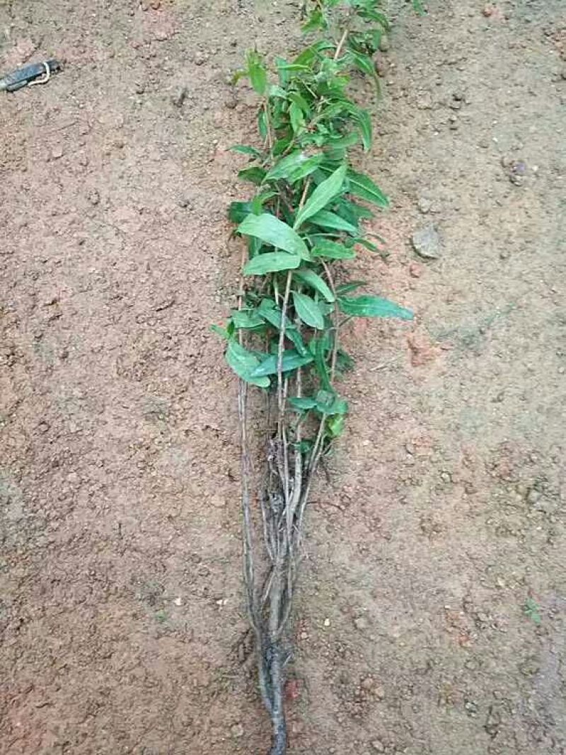 红石榴苗嫁接苗30cm以下