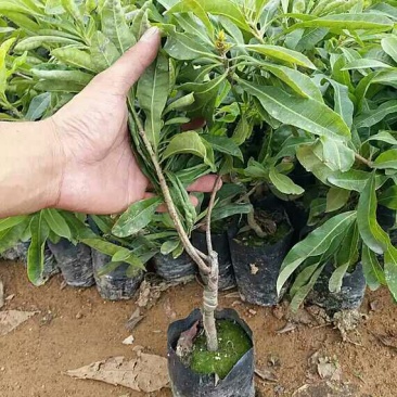 杨梅苗20~30cm