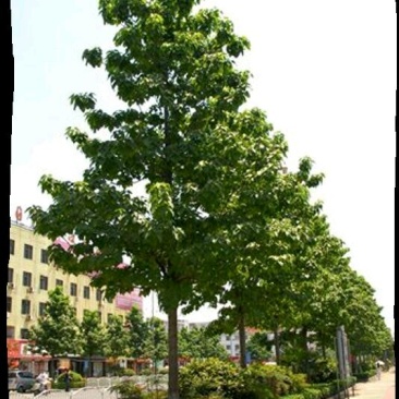 梓树2cm以下2~4cm4~6cm6~8cm8~1