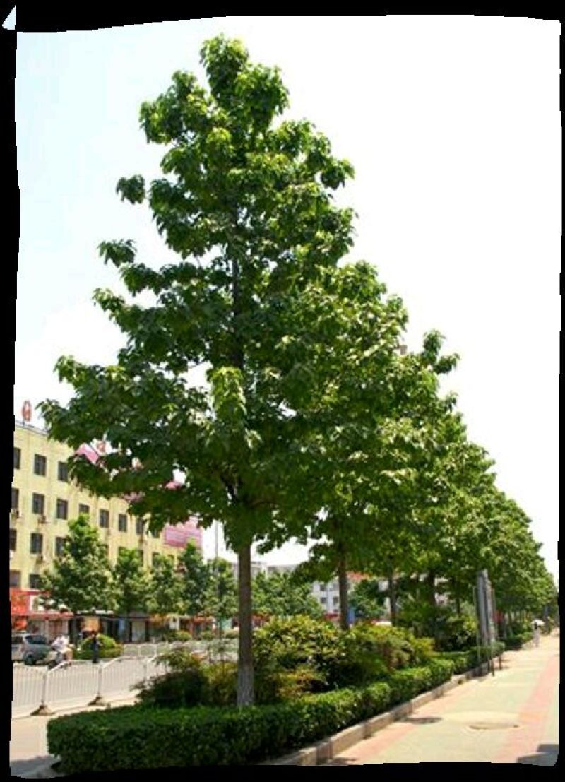 梓树2cm以下2~4cm4~6cm6~8cm8~1
