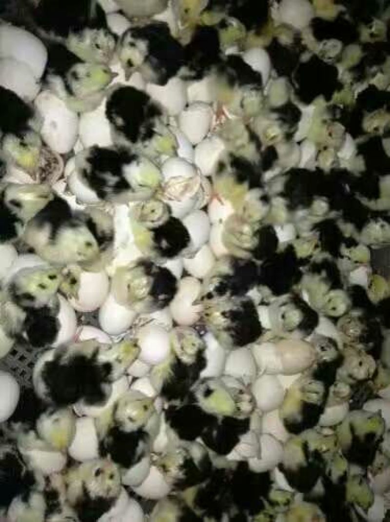 贵妃鸡苗35~45克出壳苗通货