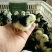 贵妃鸡苗35~45克出壳苗通货