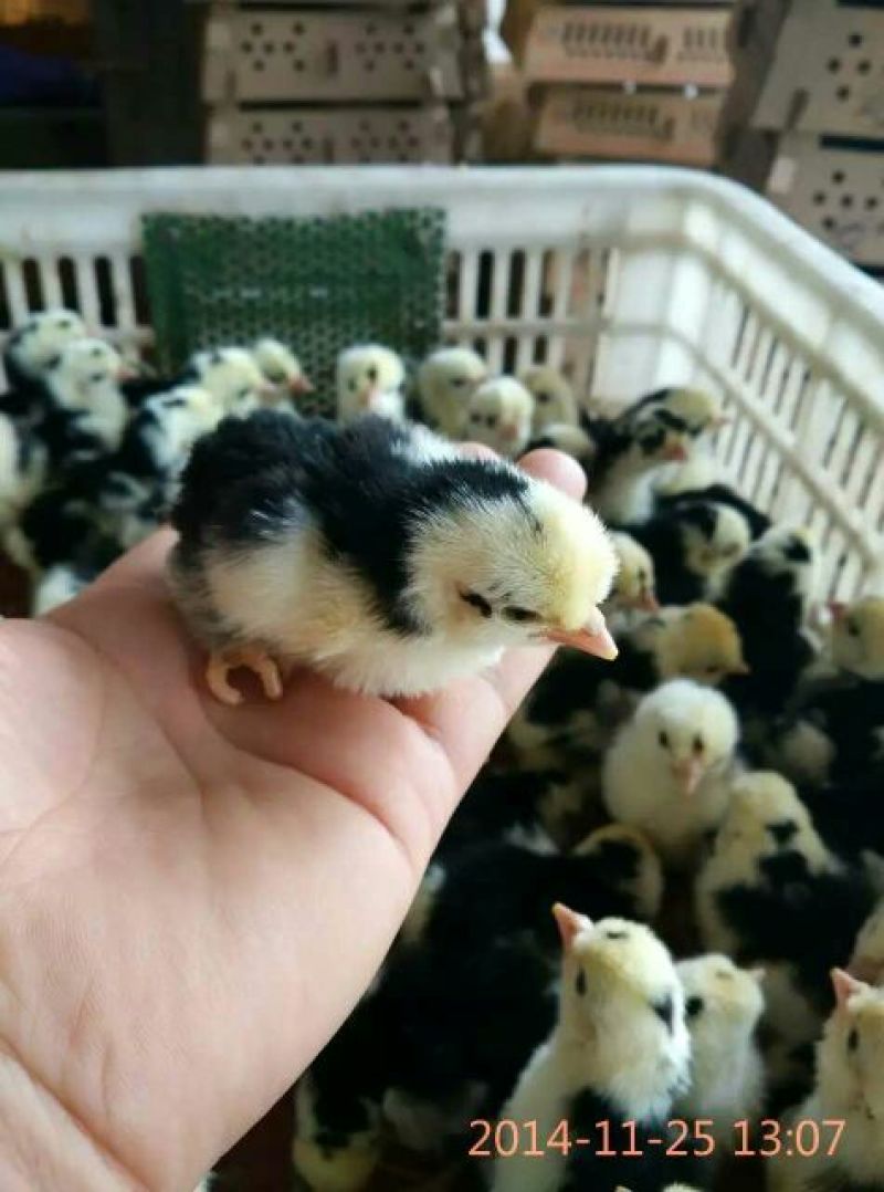 贵妃鸡苗35~45克出壳苗通货
