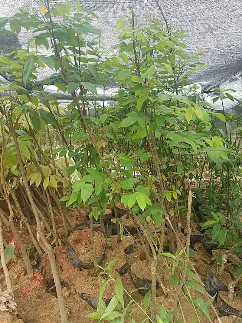 杨桃苗