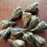 普洱绿茶一级