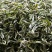 普洱绿茶一级