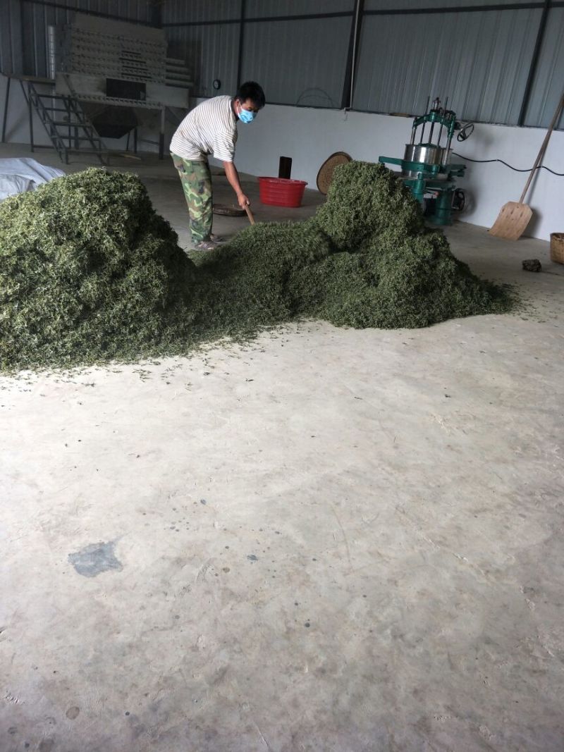 普洱绿茶一级