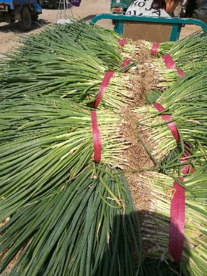 葱苗40cm