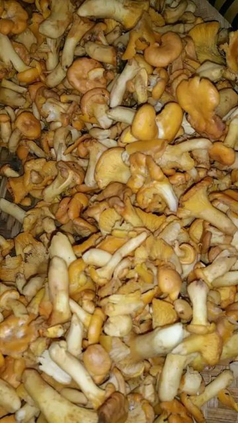 野生菌二级