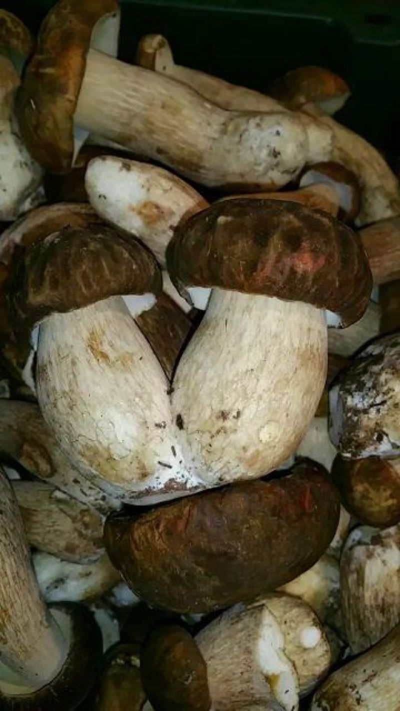 野生菌二级