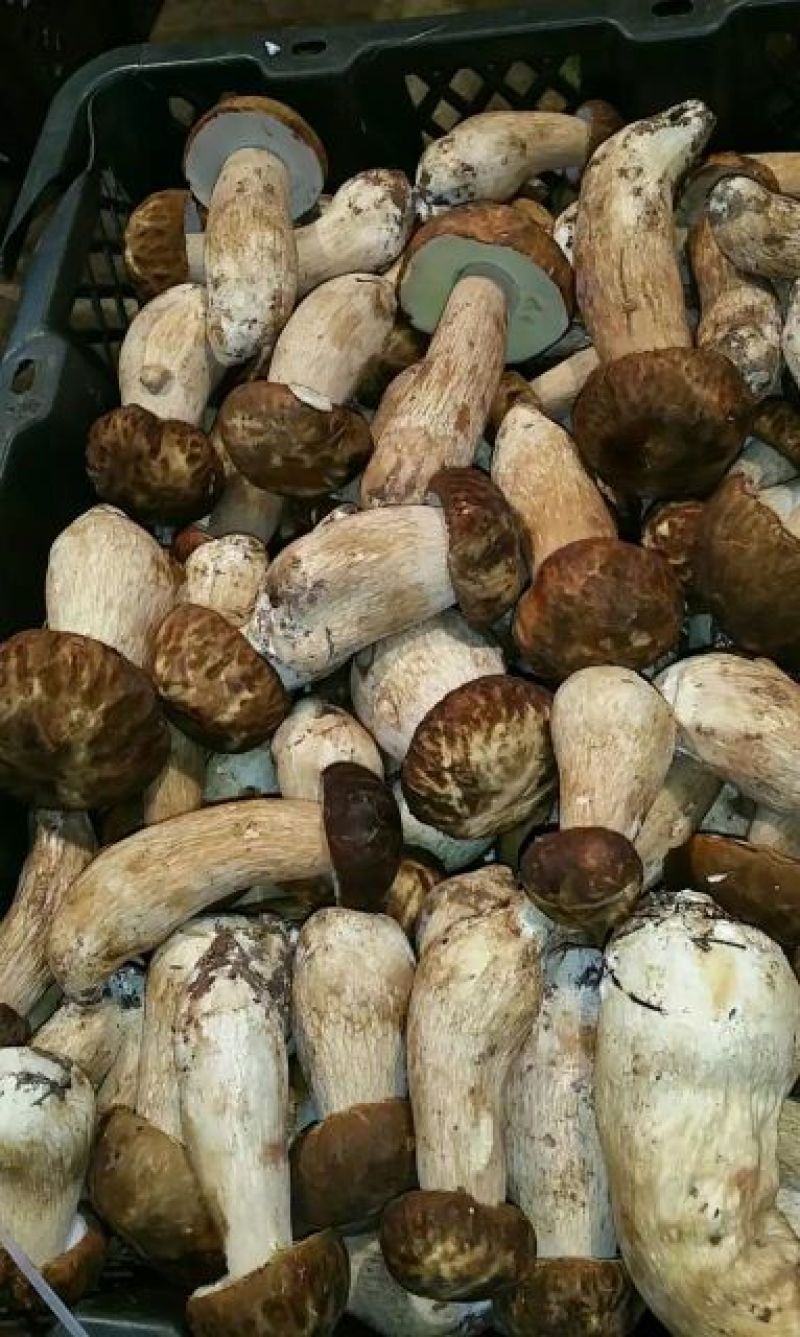 野生菌二级
