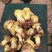 野生菌二级