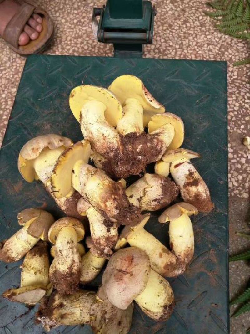 野生菌二级