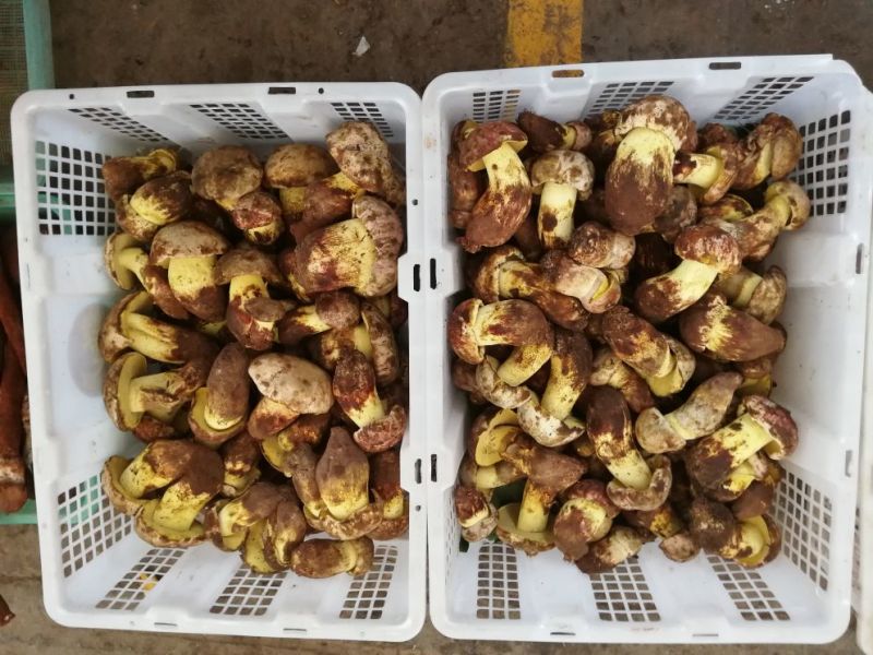 野生菌二级