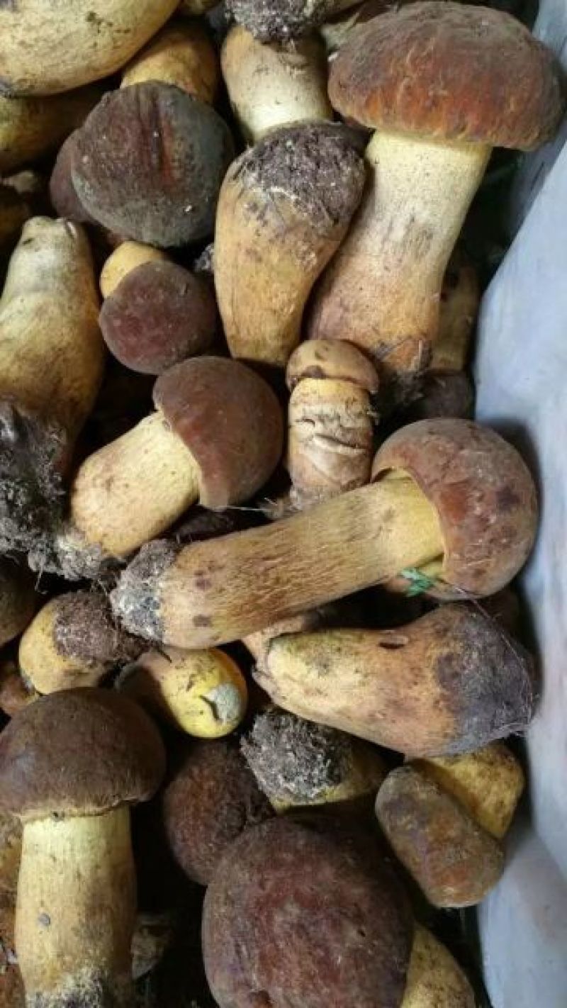野生菌二级