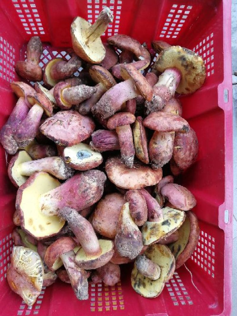 野生菌二级